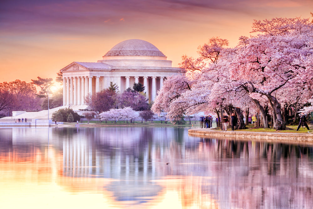 Building Near Lake with Blossom Forest Photograph Print 100% Australian Made