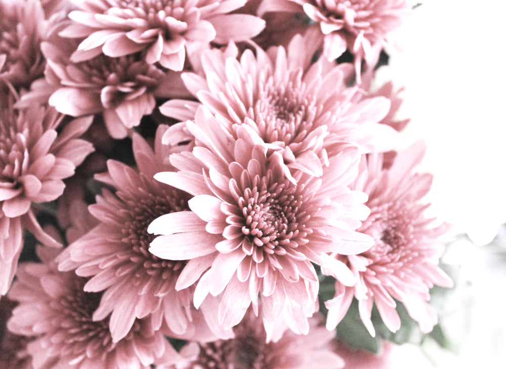 Pink Flowers Macro Photograph Home Decor Premium Quality Poster Print Choose Your Sizes