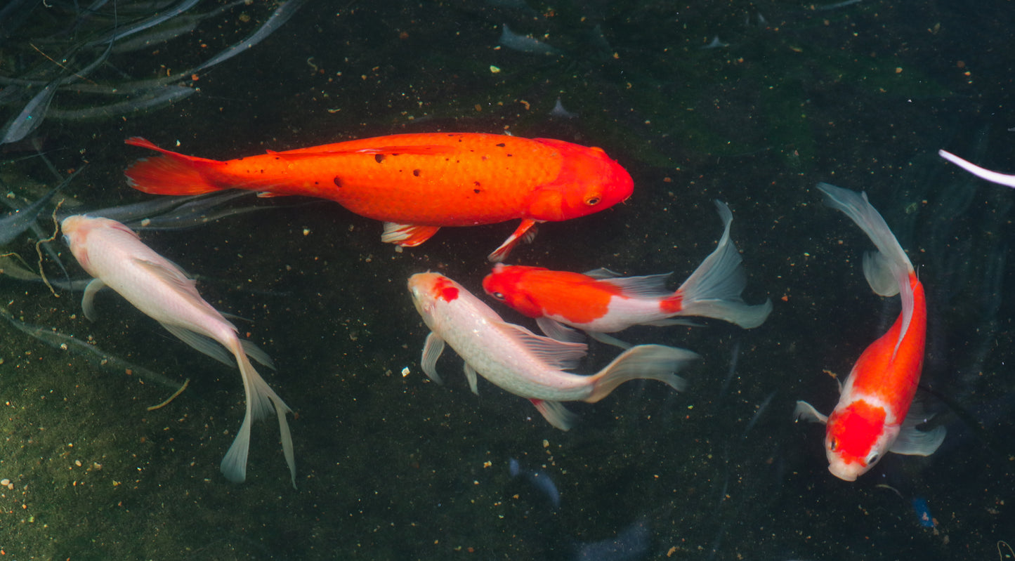 Colorful Fish in a Pond Photograph Print 100% Australian Made