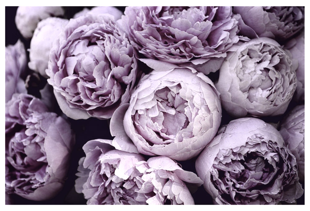 Purple Flowers Closeup Photograph Home Decor Premium Quality Poster Print Choose Your Sizes