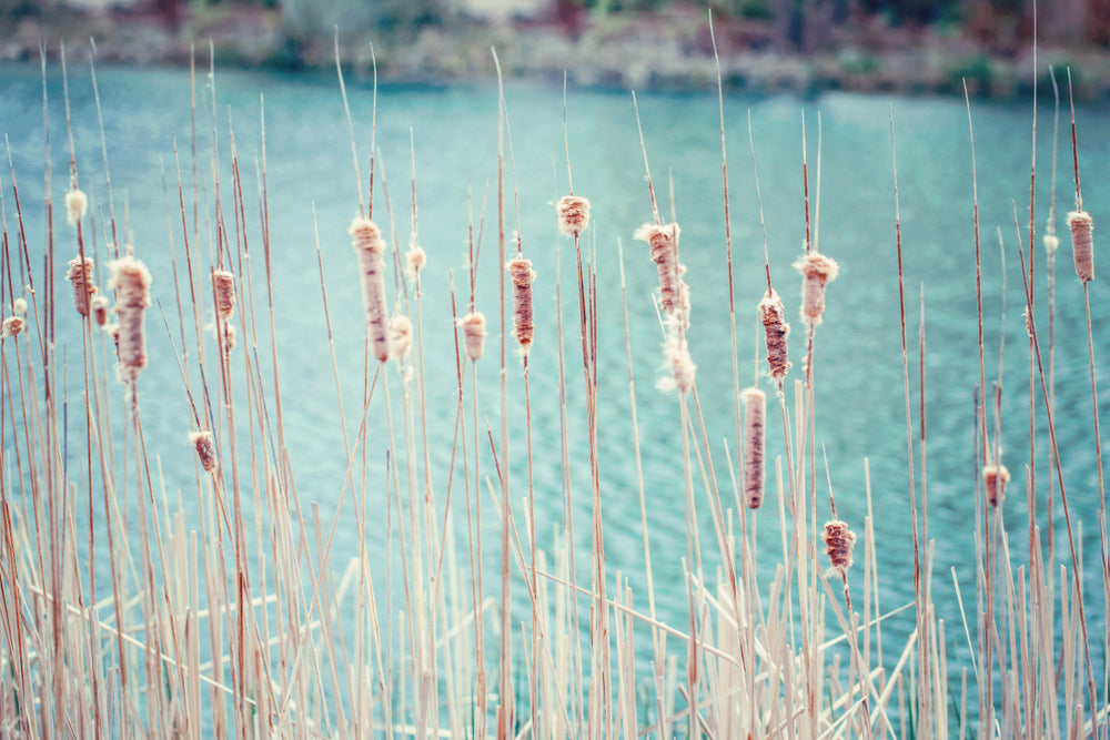 Wetland Grass Stunning Photograph Print 100% Australian Made