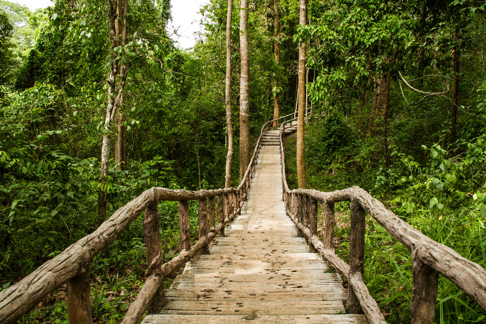 Wooden Bridge Across a Forest Photograph Print 100% Australian Made