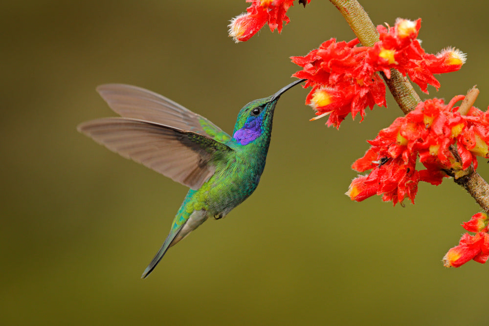 Humming Bird with Red Flowers Photograph Print 100% Australian Made