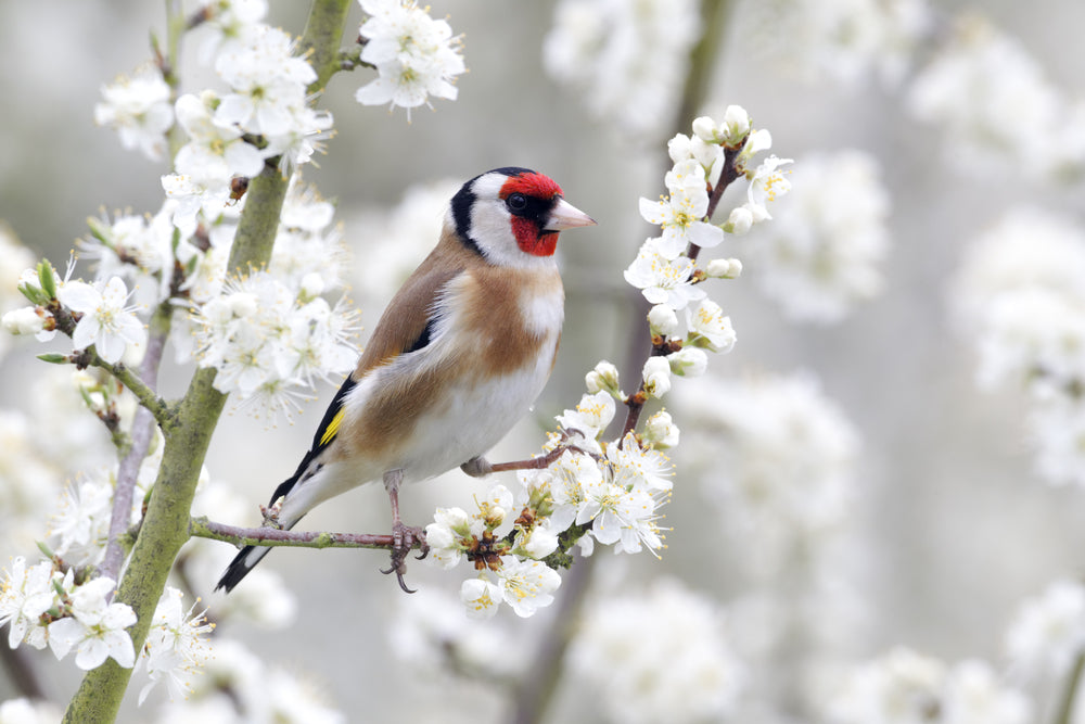 European goldfinch Bird On a Flower Tree Photograph Print 100% Australian Made