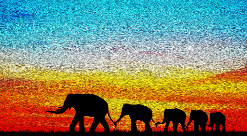 Elephants Walking in Sunset Print 100% Australian Made