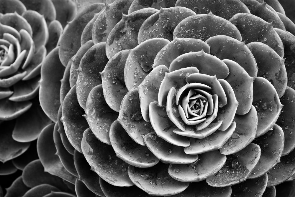 Flower Black & White Photograph Print 100% Australian Made