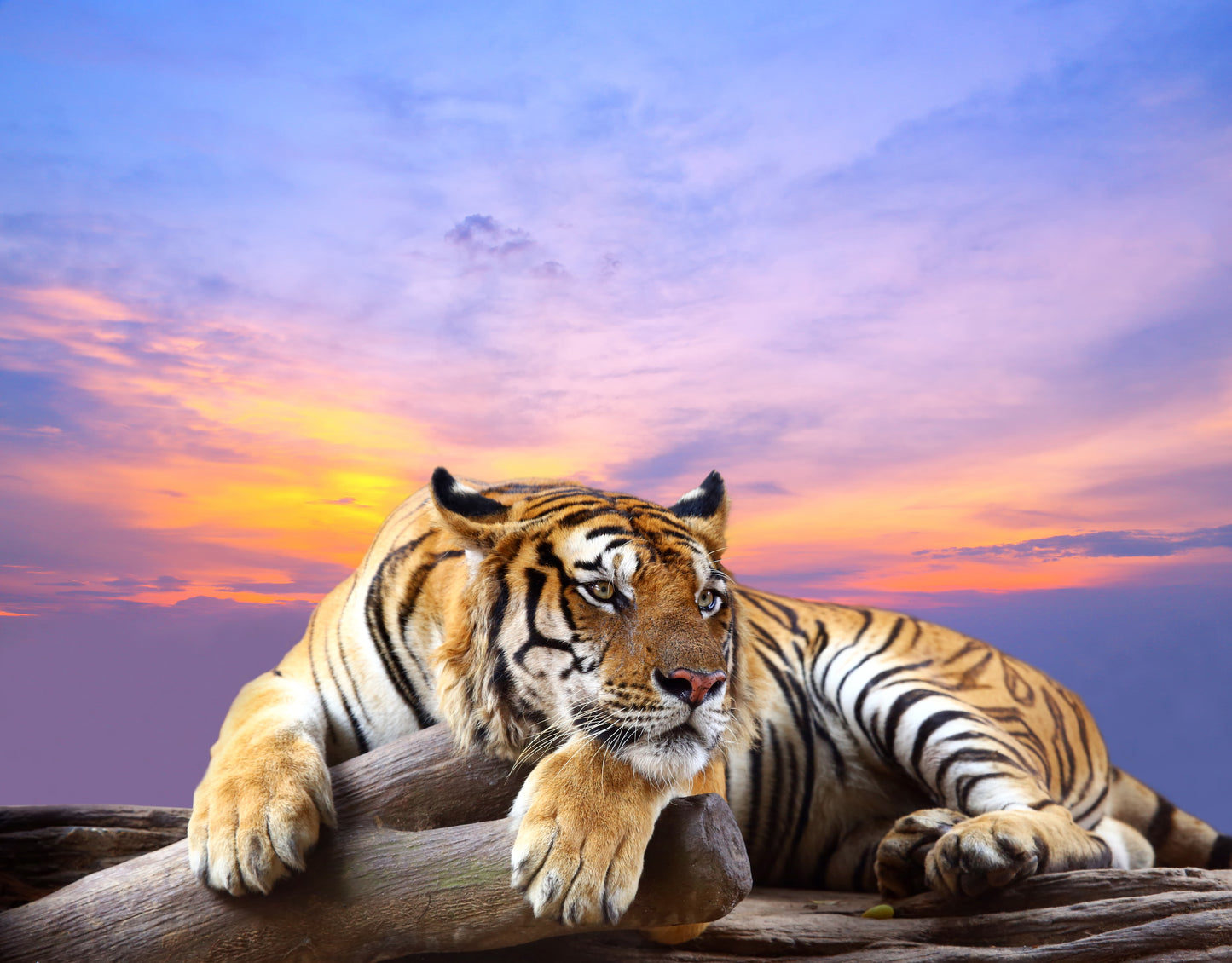Tiger Looking Photograph Print 100% Australian Made