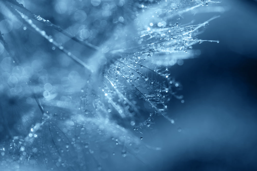Waterdrops on Dandelion Flowers Photograph Home Decor Premium Quality Poster Print Choose Your Sizes