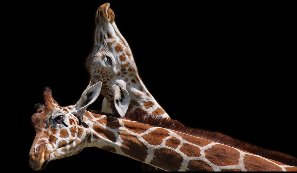 Giraffe Pair Portrait Photograph Print 100% Australian Made