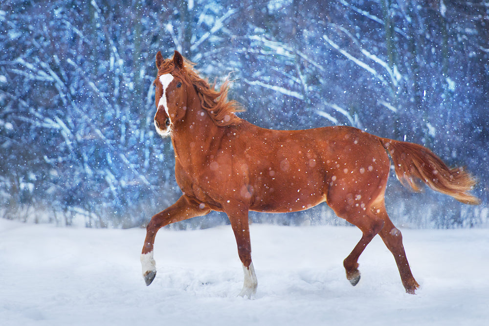 Running Horse on Snow Photograph Home Decor Premium Quality Poster Print Choose Your Sizes