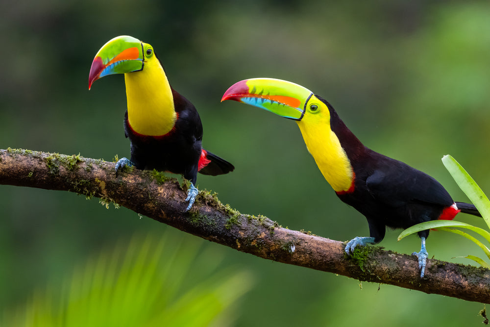 Toucan Birds Sitting on a Tree Branch Photograph Print 100% Australian Made