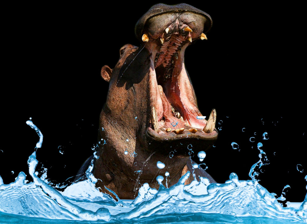 Hippopotamus Portrait Photograph Print 100% Australian Made