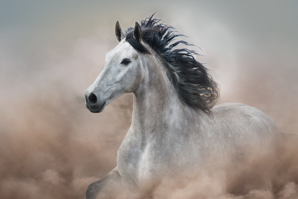 Running Horse Photograph Home Decor Premium Quality Poster Print Choose Your Sizes