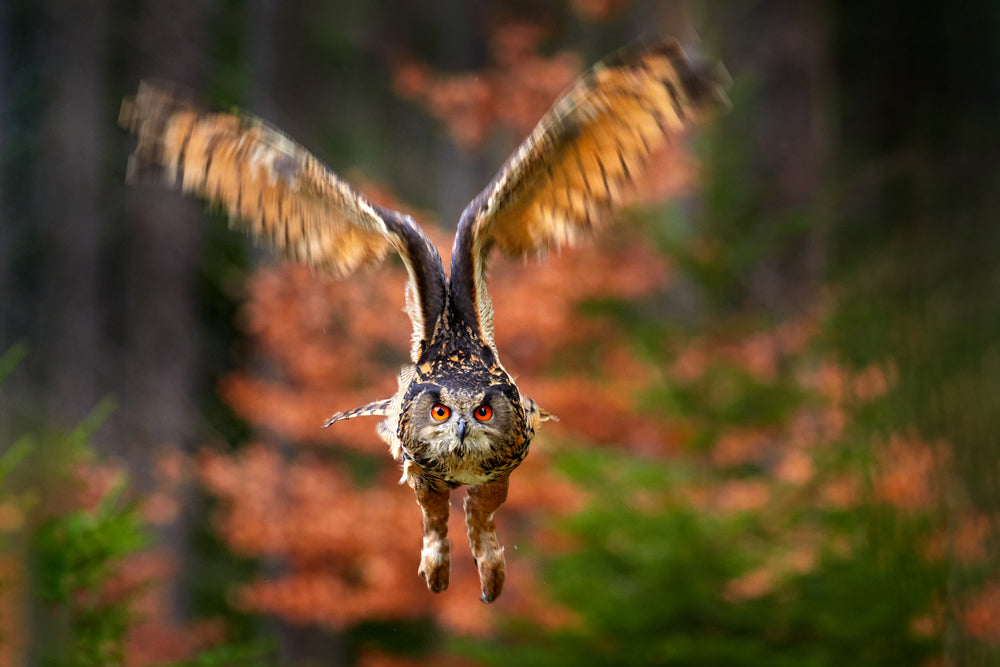 Flying Owl in Autumn Forest Photograph Print 100% Australian Made