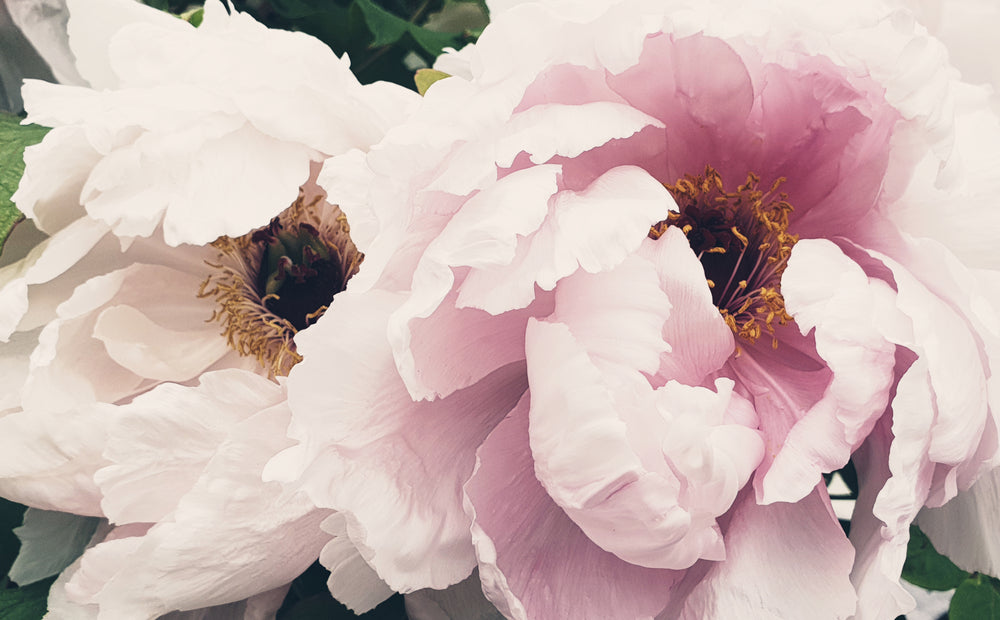 Pink Flowers Closeup Photograph Home Decor Premium Quality Poster Print Choose Your Sizes