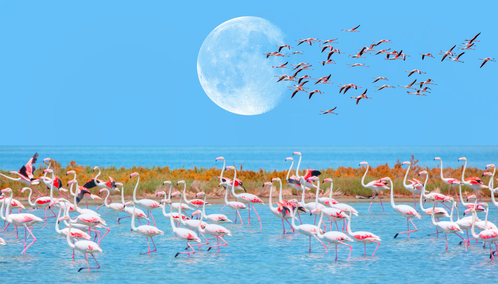 Flemingo Birds walking on a Lake Photograph Print 100% Australian Made