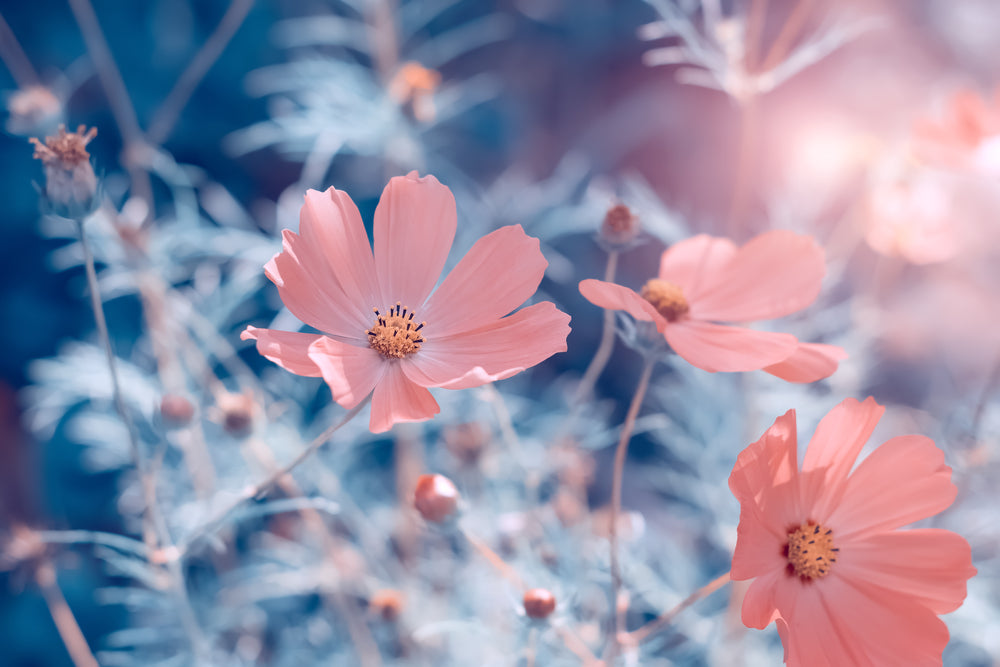Flower Plant Closeup Photograph Print 100% Australian Made