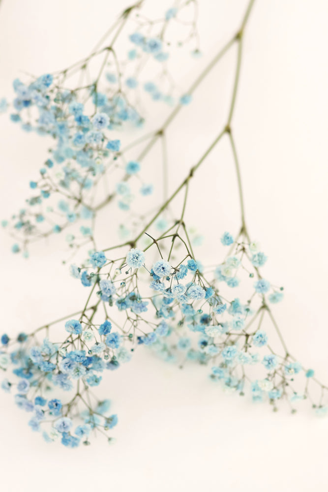 Blue Flowers Closeup Photograph Home Decor Premium Quality Poster Print Choose Your Sizes