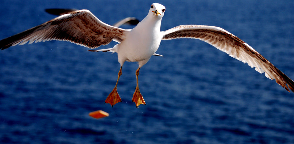 Flying Seagull Bird Closeup Photograph Print 100% Australian Made