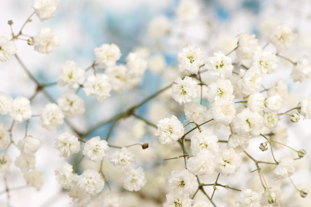 Flowers Closeup Photograph Print 100% Australian Made