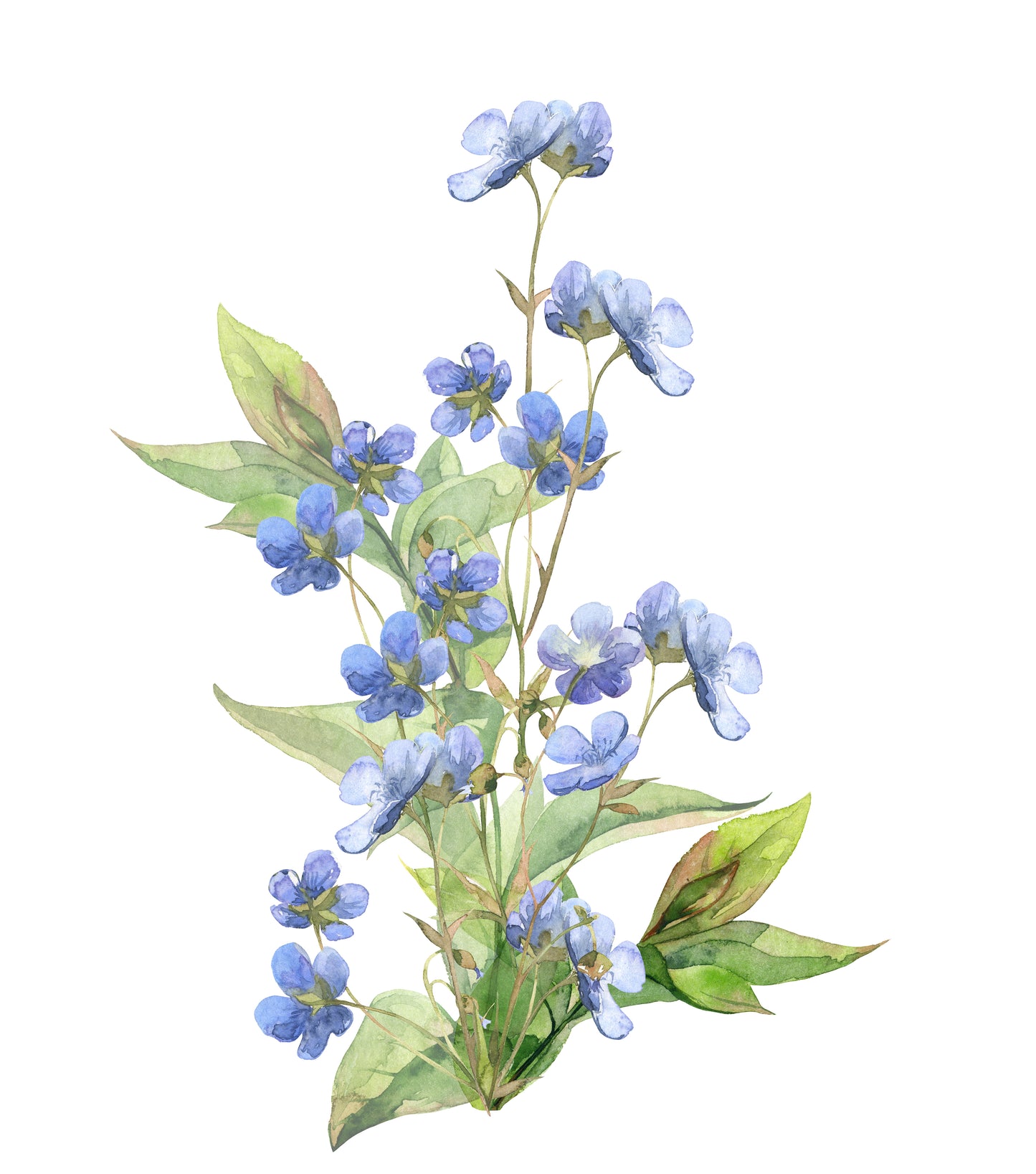 Blue Flower Plant Watercolor Painting Print 100% Australian Made