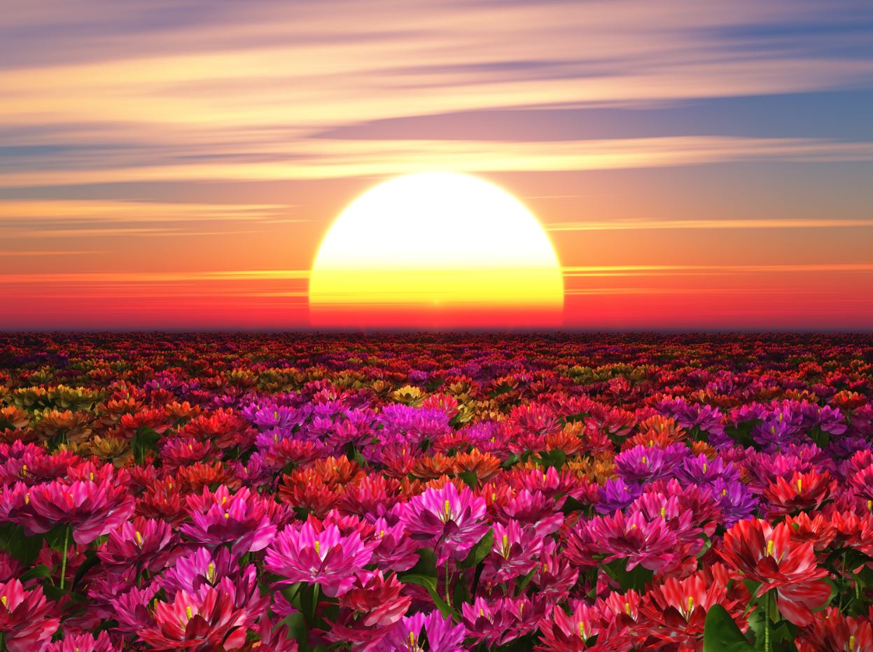 Sunset View Over Flower Field Home Decor Premium Quality Poster Print Choose Your Sizes