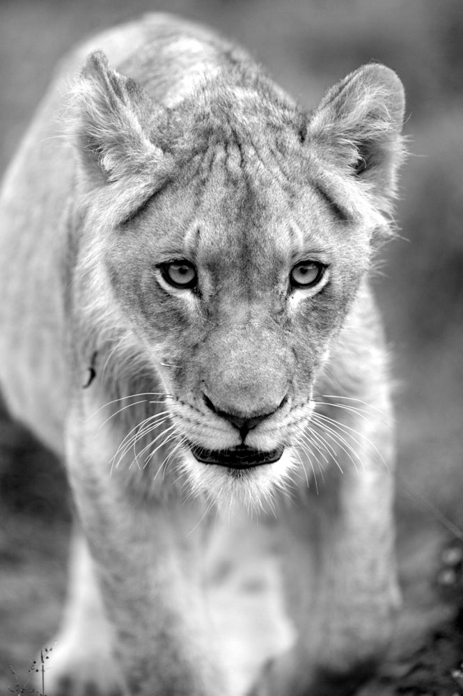 Lioness Portrait B&W Photograph Print 100% Australian Made