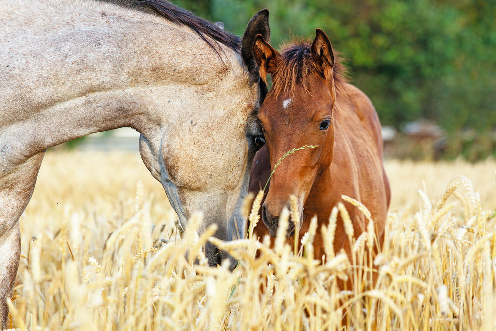 Horse & Baby Foal Face Photograph Print 100% Australian Made