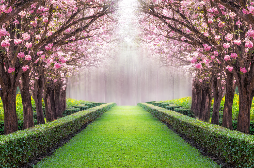 Blossom Tree Park Photograph Home Decor Premium Quality Poster Print Choose Your Sizes