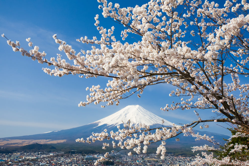 Blossom Tree & Mount Fuji View Photograph Print 100% Australian Made