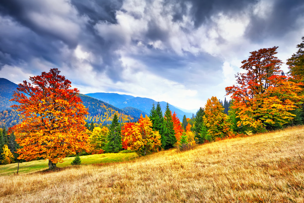 Autumn Tree Forest Photograph Home Decor Premium Quality Poster Print Choose Your Sizes
