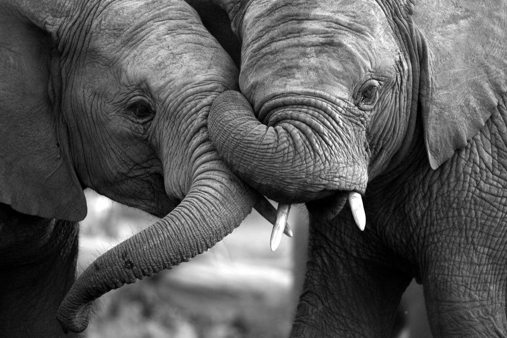 Baby Elephants Portrait B&W Photograph Print 100% Australian Made
