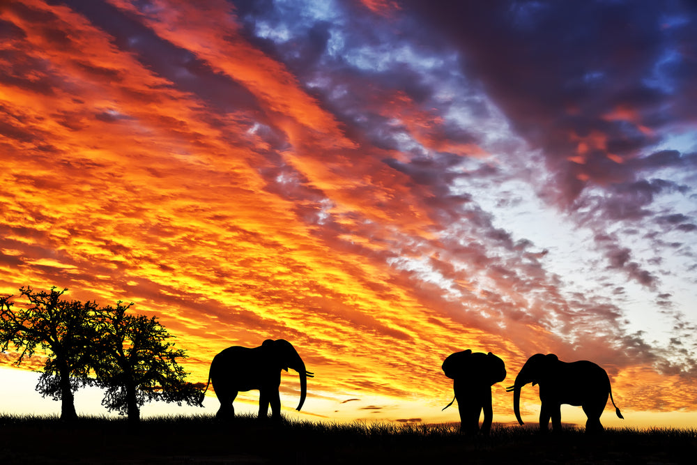 Elephants at Sunset Photograph Home Decor Premium Quality Poster Print Choose Your Sizes