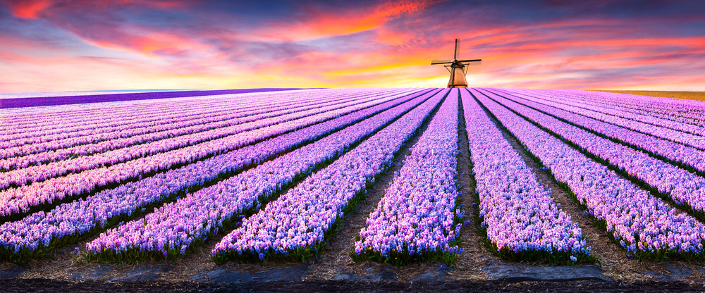 Panoramic Canvas Lavender Floral Field Photograph High Quality 100% Australian made wall Canvas Print ready to hang