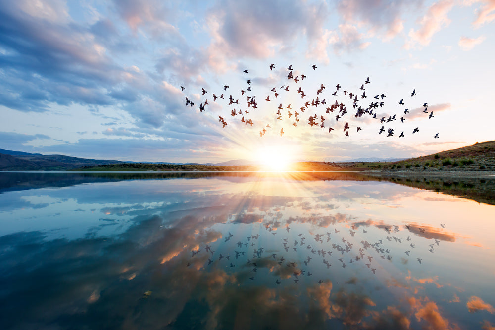 Birds Flying Over Lake at Sunset Stunning Photograph Print 100% Australian Made