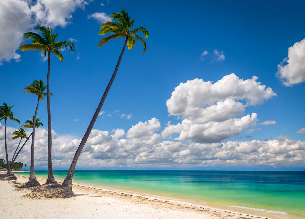 Palm Trees Near Sea Photograph Home Decor Premium Quality Poster Print Choose Your Sizes