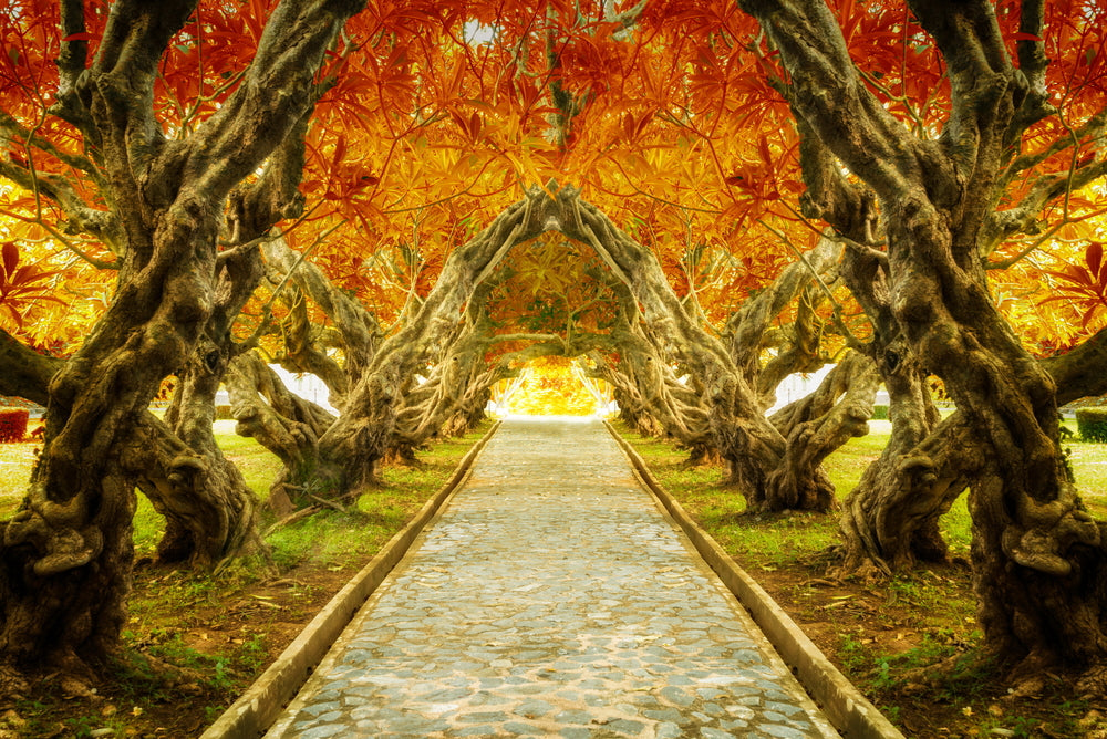 Stunning Road Between Trees Print 100% Australian Made