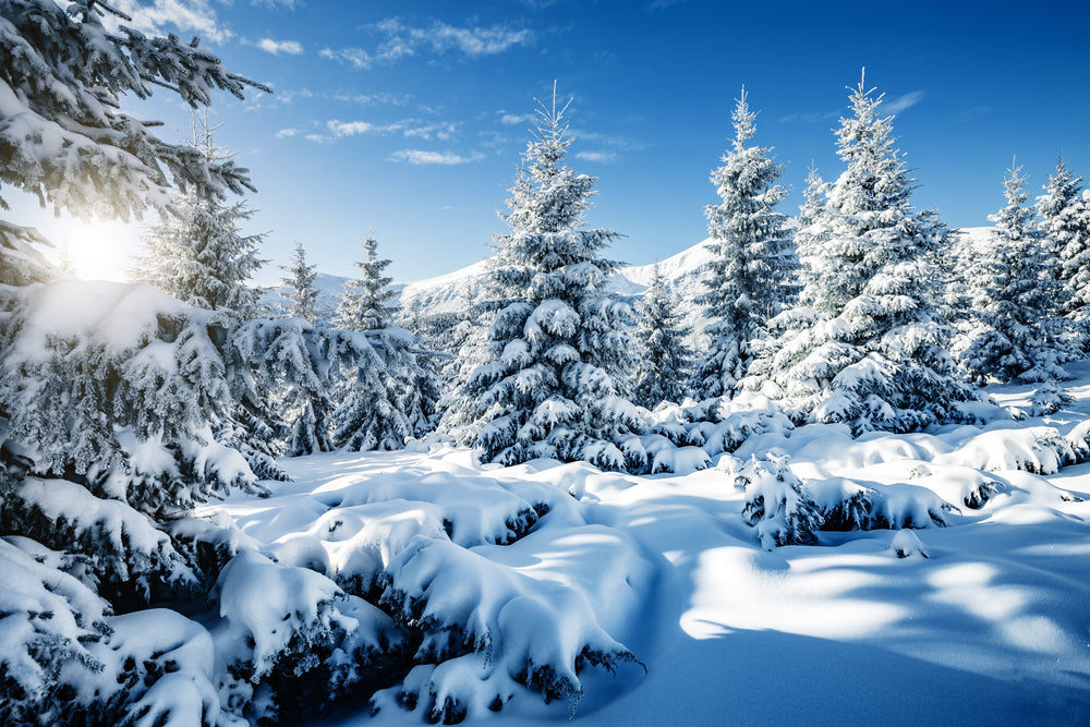 Pine Tree Forest Covered with Snow Photograph Print 100% Australian Made