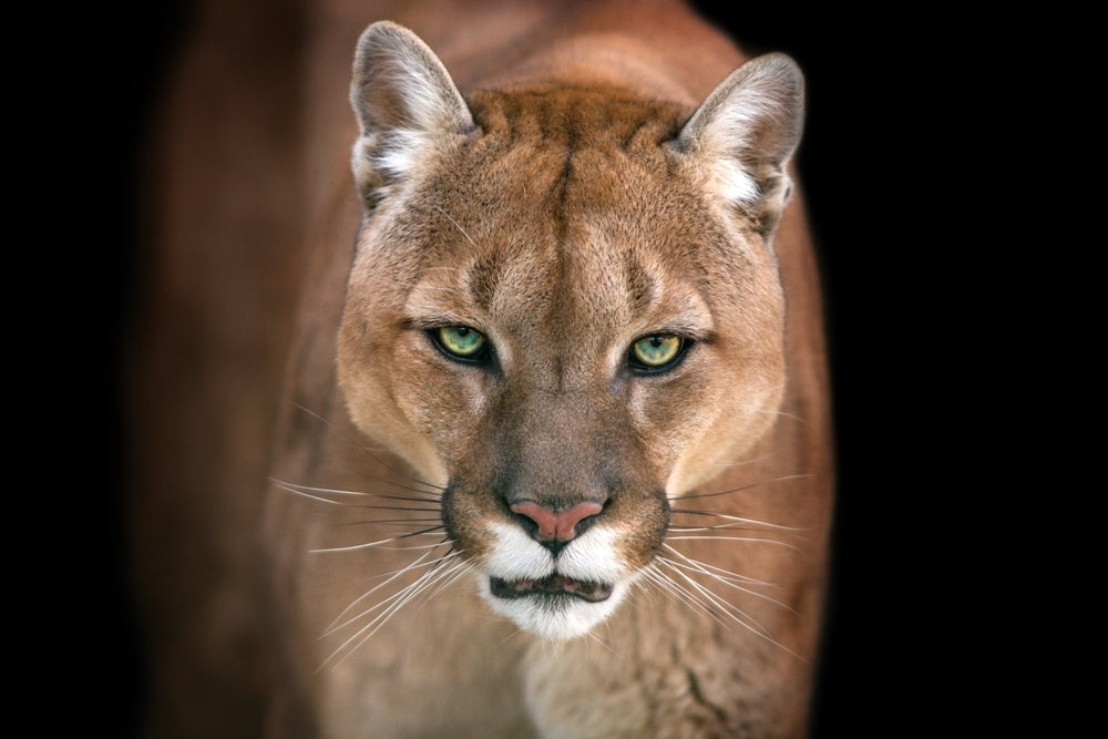 Puma in Black Background Photograph Print 100% Australian Made