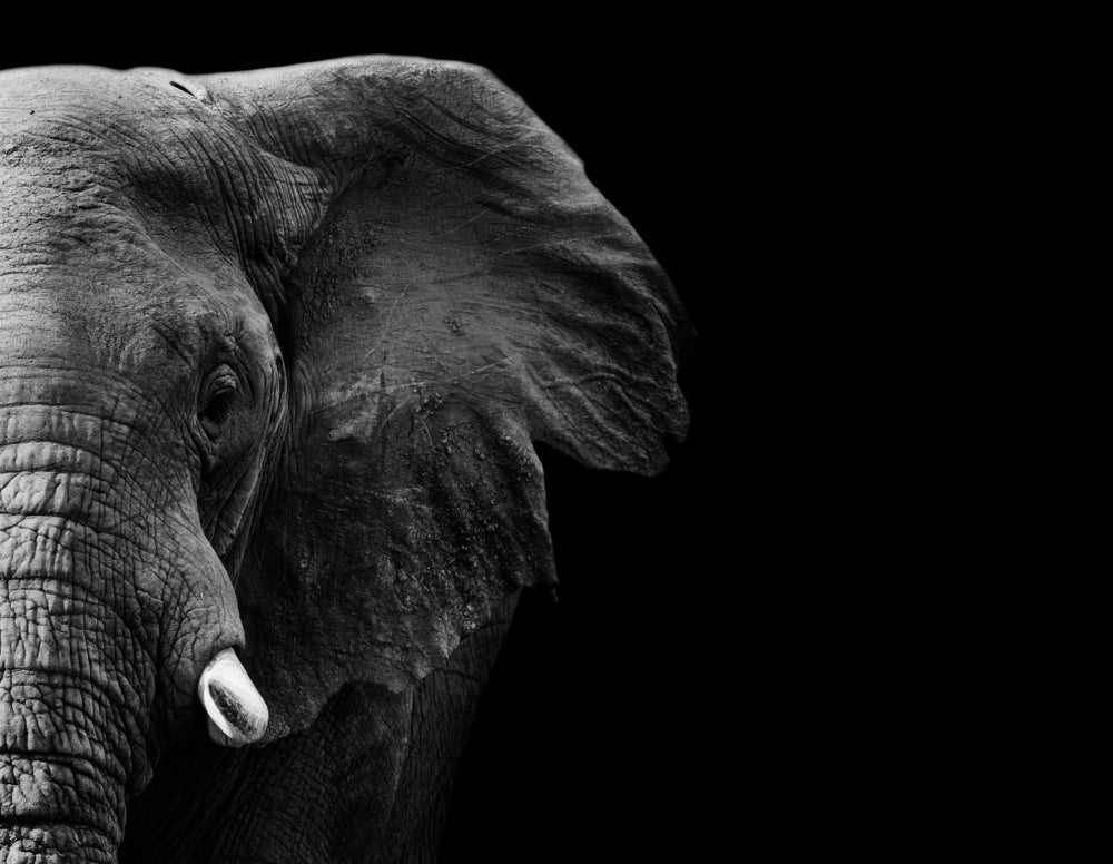 Elephant Portrait B&W Photograph Home Decor Premium Quality Poster Print Choose Your Sizes