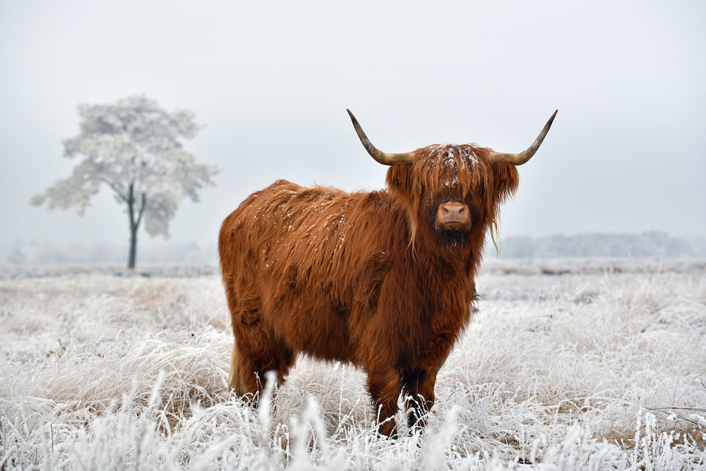 Highland Cow Closeup Photograph Home Decor Premium Quality Poster Print Choose Your Sizes