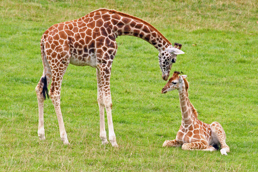 Giraffe & Calf Portrait Photograph Print 100% Australian Made