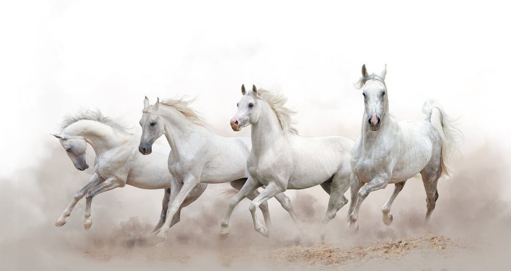 Horses Running on Sand Photograph Home Decor Premium Quality Poster Print Choose Your Sizes