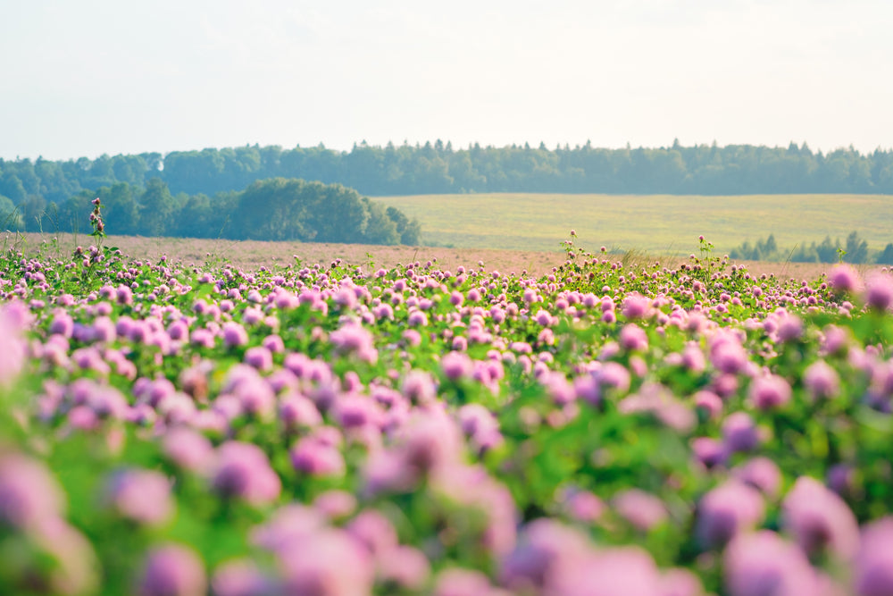 Flower Field Scenery Photograph Home Decor Premium Quality Poster Print Choose Your Sizes