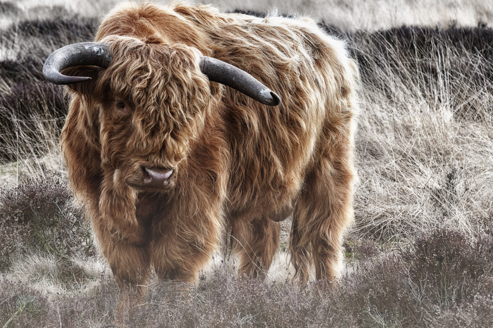 Highland Cow Closeup Photograph Home Decor Premium Quality Poster Print Choose Your Sizes
