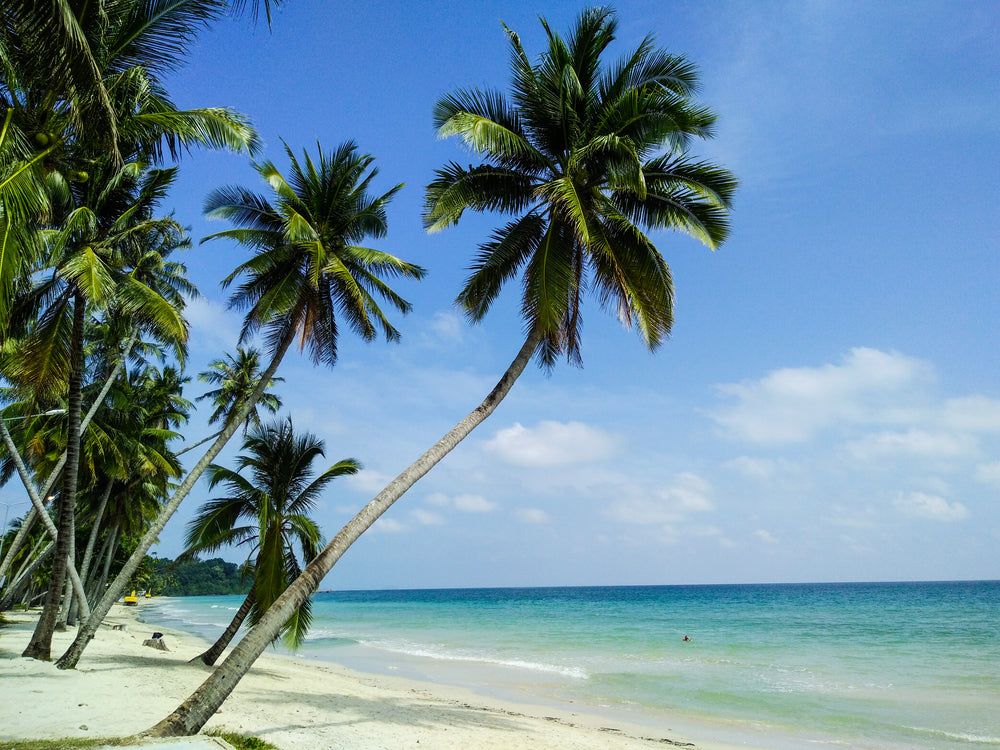 Palm Trees Near Sea Photograph Home Decor Premium Quality Poster Print Choose Your Sizes