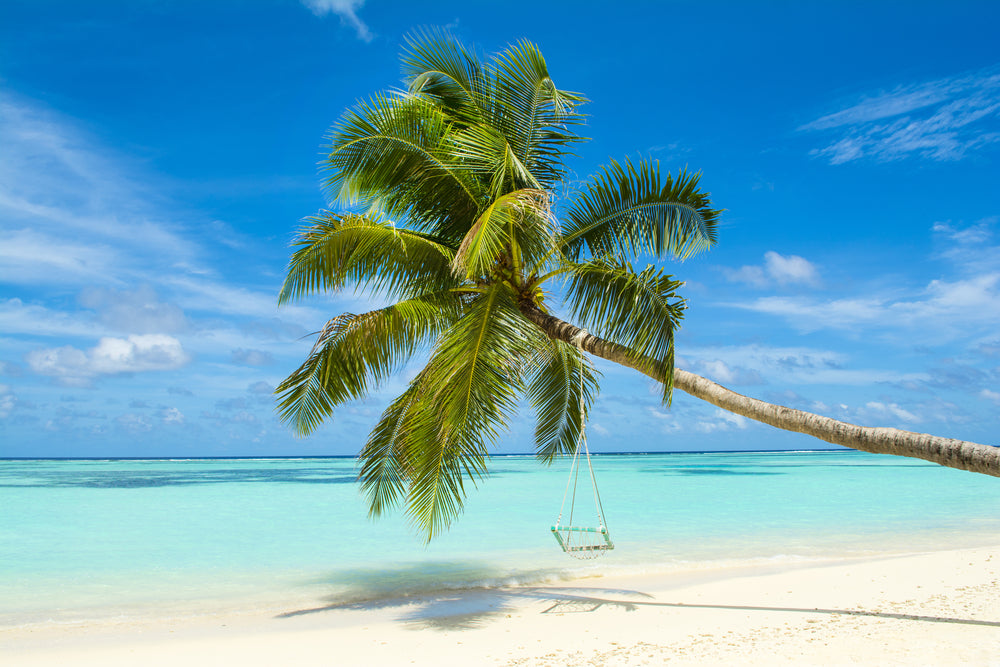 Palm Tree on Beach Photograph Home Decor Premium Quality Poster Print Choose Your Sizes
