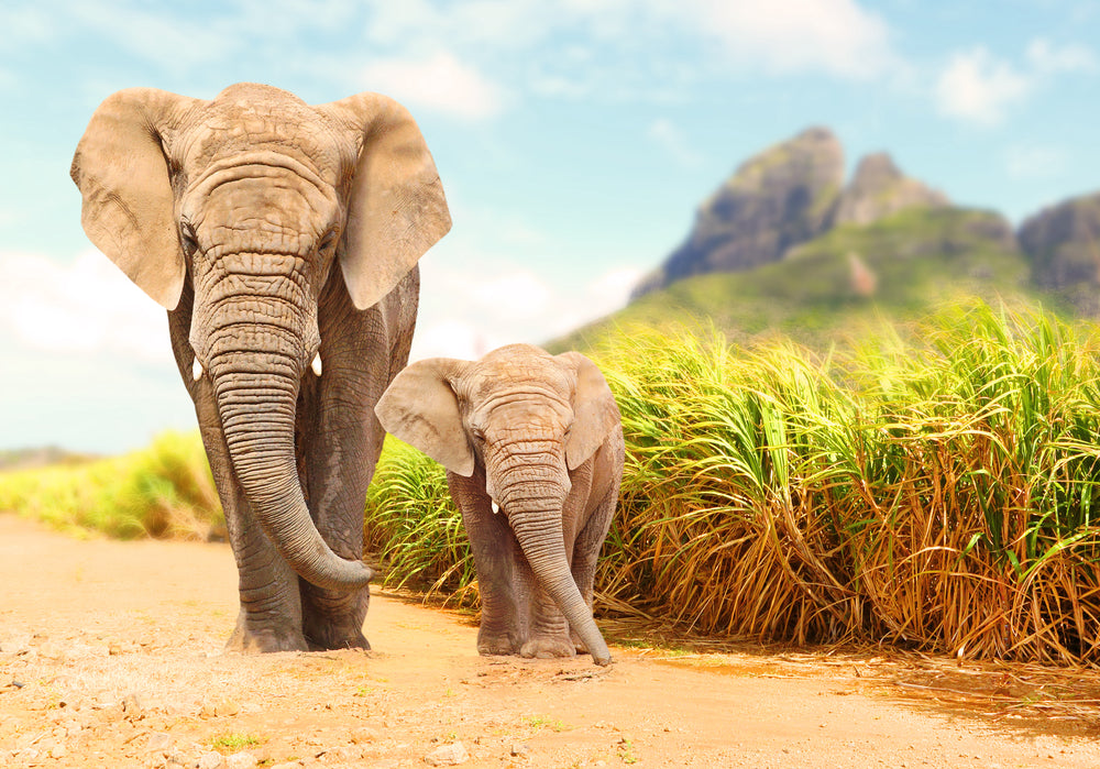 Elephant & Calf Walking on Road Photograph Print 100% Australian Made