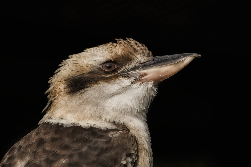 Kookaburra Bird Photograph Home Decor Premium Quality Poster Print Choose Your Sizes