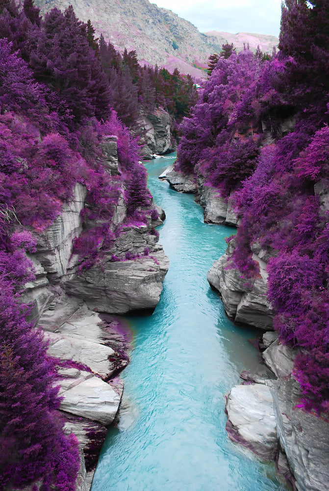 Purple Pine Forest & Blue Water Stream Photograph Print 100% Australian Made